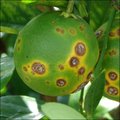 Frutas con manchas levantadas de color café