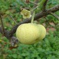 Fruta pequeña, verde y malformado
