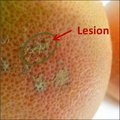 Lesiones pequeñas y levantadas en la fruta