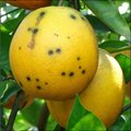 Fruta con manchitas moteadas
