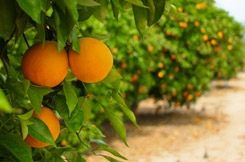 5 Citrus Tips