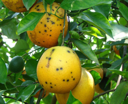 citrus blackspot260