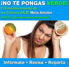 citrus section_12_12_SPA