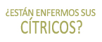 ¿Están enfermos sus cítricos?