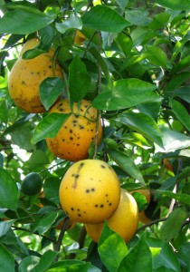 citrus blackspot