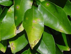 citrus canker leaf