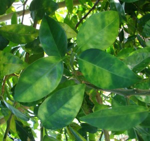 citrus greening leaf