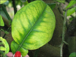 La deficiencia de magnesio