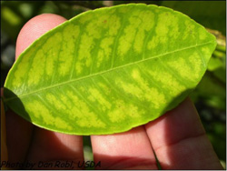 La deficiencia de manganeso