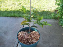 La sobre hidratación