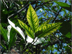 La deficiencia de cinc